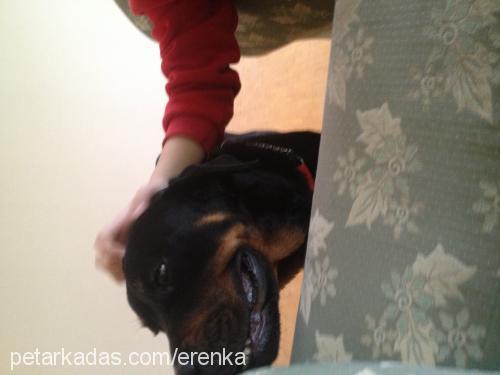 sasha Dişi Rottweiler