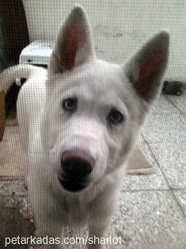 sharlot Dişi Sibirya Kurdu (Husky)