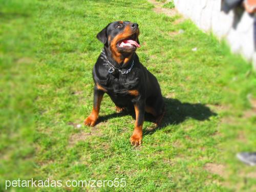 zero Dişi Rottweiler