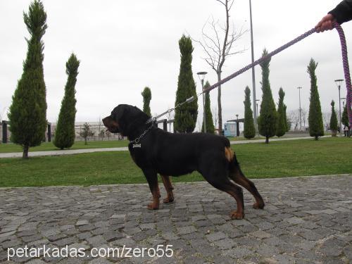 zero Dişi Rottweiler