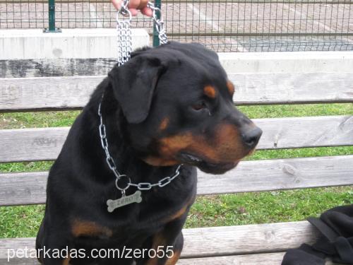 zero Dişi Rottweiler