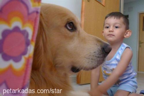 dost... Erkek Golden Retriever