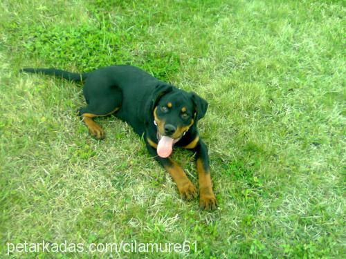 baron Erkek Rottweiler