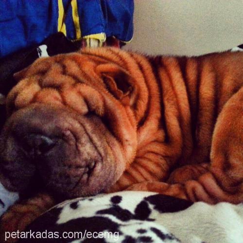 boby Dişi Çin Shar-Pei