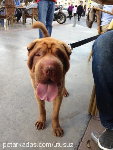 ares Erkek Çin Shar-Pei