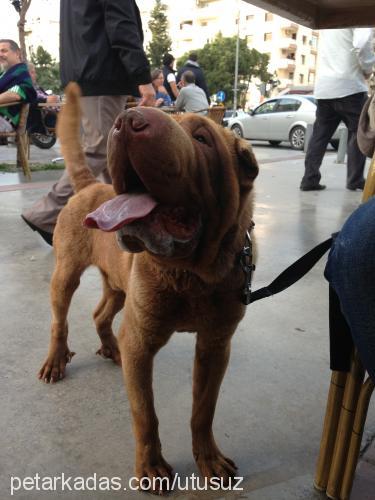 ares Erkek Çin Shar-Pei