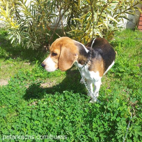 rody Erkek Beagle