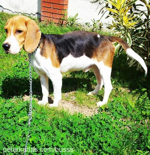 rody Erkek Beagle
