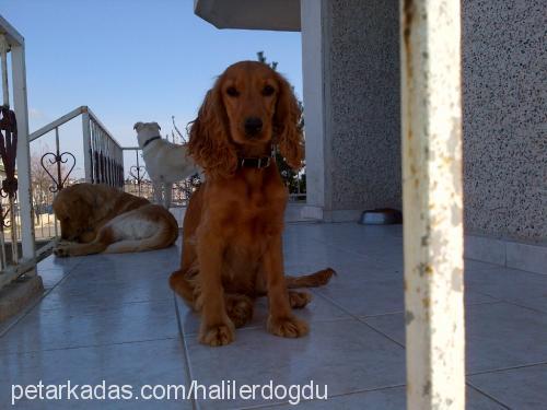 cazz Dişi İngiliz Cocker Spaniel