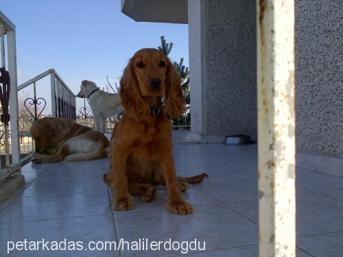 cazz Dişi İngiliz Cocker Spaniel