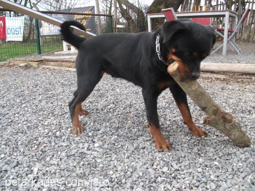 queta Dişi Rottweiler