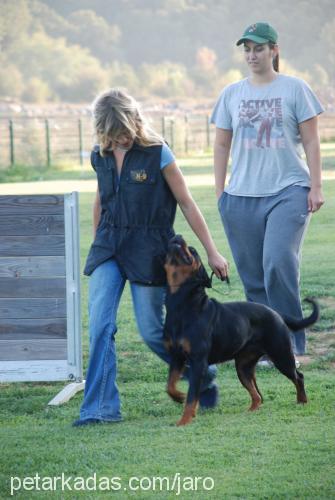 queta Dişi Rottweiler