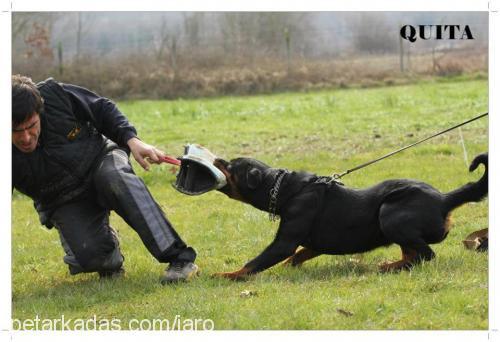 queta Dişi Rottweiler