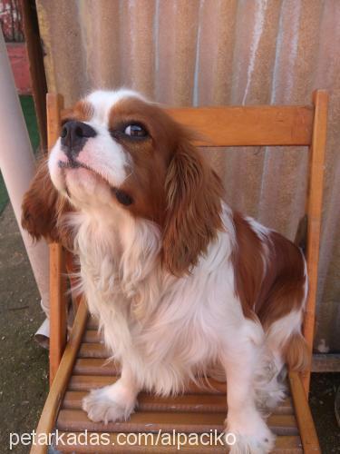 çiko Erkek Cavalier King Charles Spanieli