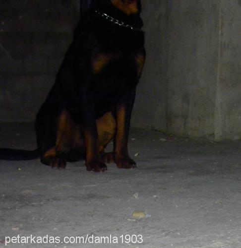 zeus Erkek Rottweiler