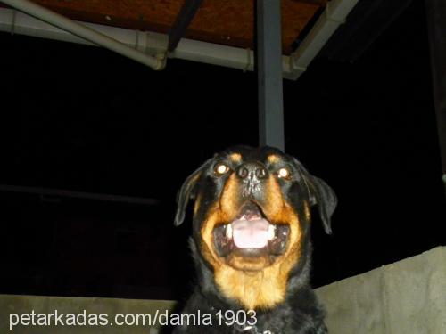 zeus Erkek Rottweiler