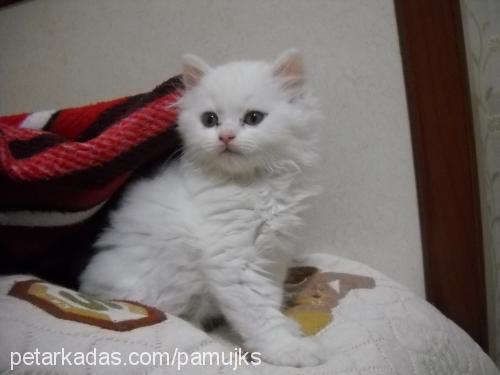 pamuk Dişi Ankara Kedisi (Angora)