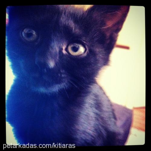 kitty Dişi Siyam Kedisi