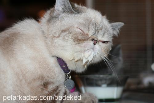 bade Dişi Exotic Shorthair