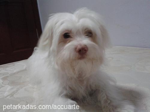 tarçın Erkek Bichon Havanese