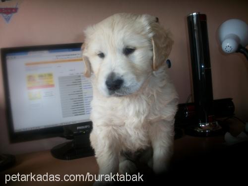 paŞa Erkek Golden Retriever