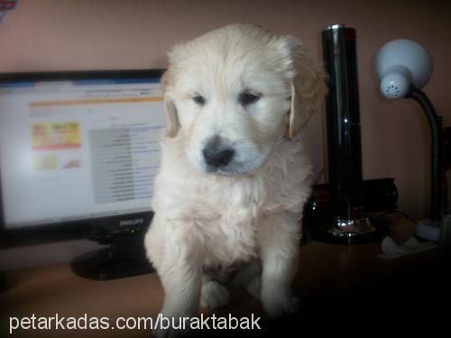 paŞa Erkek Golden Retriever