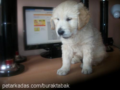 paŞa Erkek Golden Retriever