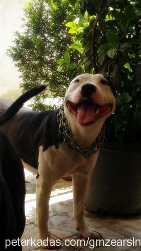 lisa Dişi Amerikan Pitbull Terrier