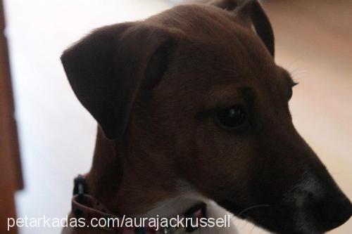 aura Dişi Jack Russell Terrier