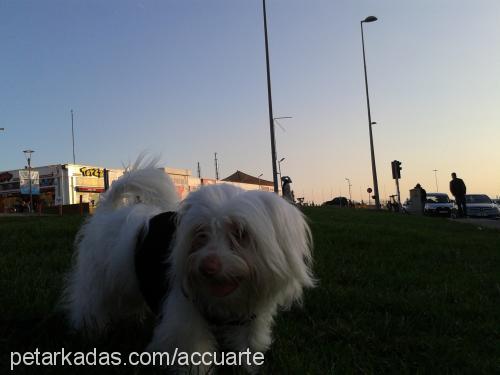 tarçın Erkek Bichon Havanese