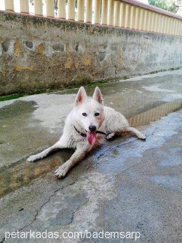 badem Dişi Sibirya Kurdu (Husky)