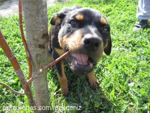 aşil Dişi Rottweiler