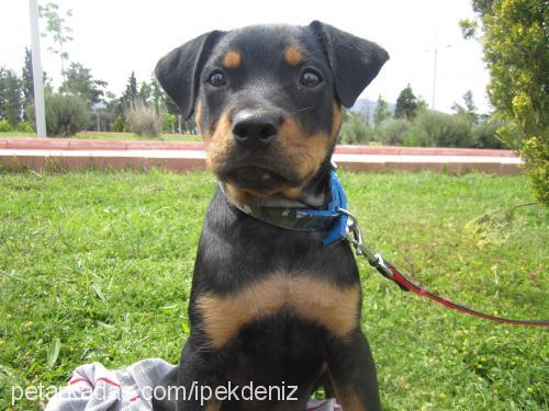 aşil Dişi Rottweiler