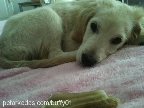 buffy Dişi Golden Retriever