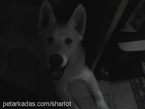 sharlot Dişi Sibirya Kurdu (Husky)