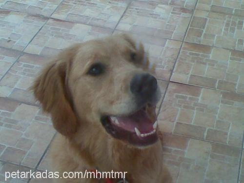 prens Erkek Golden Retriever