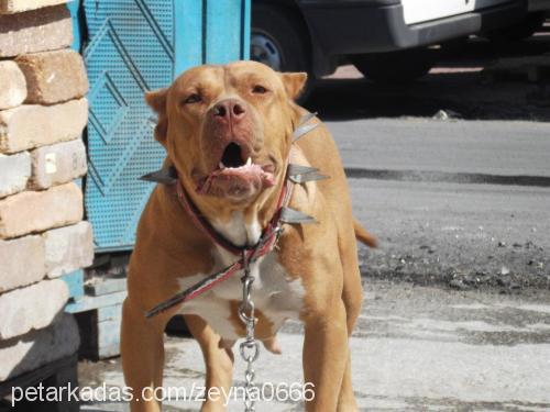 zeyna Dişi Amerikan Pitbull Terrier
