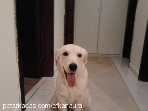 aura Dişi Golden Retriever