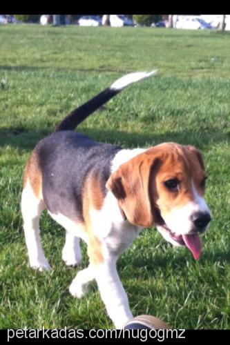 hugo Erkek Beagle