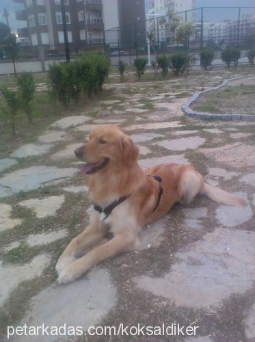 rohan Erkek Golden Retriever