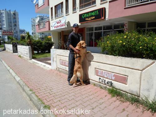 rohan Erkek Golden Retriever