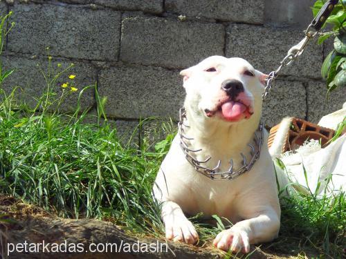 mika Dişi Amerikan Pitbull Terrier