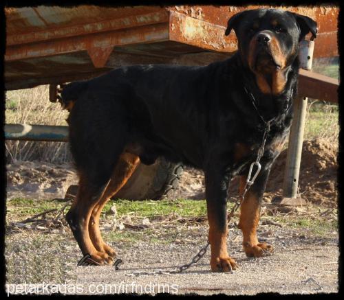 carlos Erkek Rottweiler