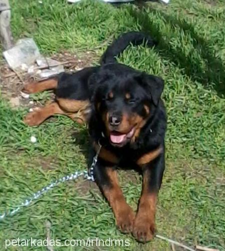 teqila Dişi Rottweiler