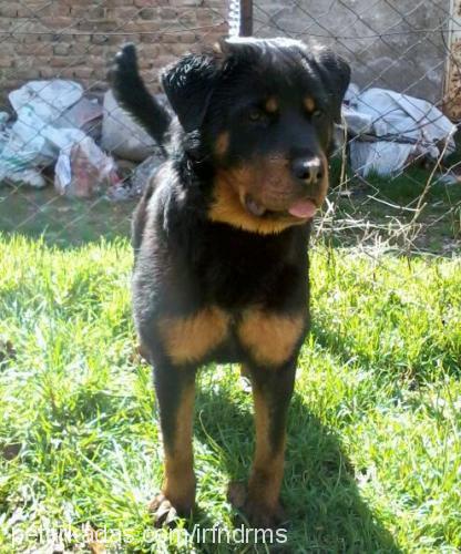 teqila Dişi Rottweiler