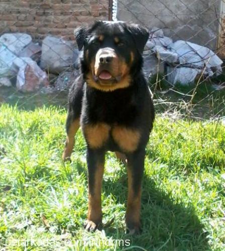 teqila Dişi Rottweiler