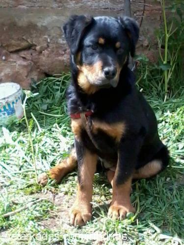 efes Dişi Rottweiler