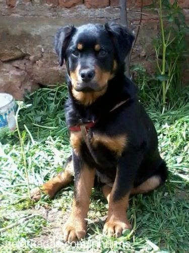 efes Dişi Rottweiler