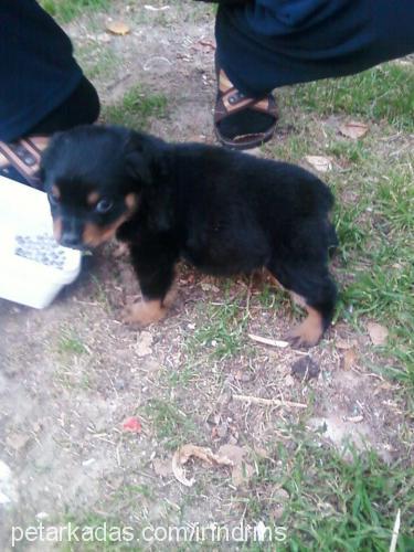 efes Dişi Rottweiler