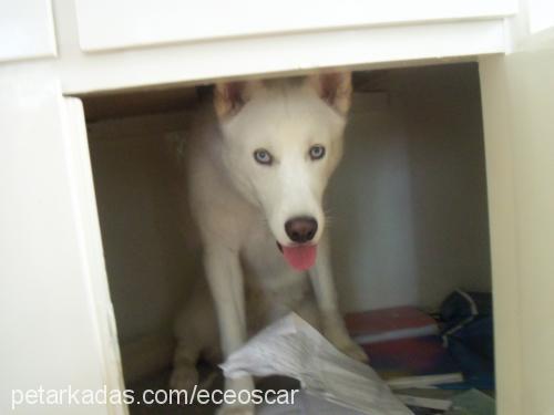 oscar Erkek Sibirya Kurdu (Husky)